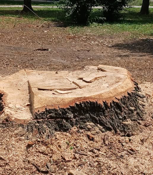 Fotografija 3: Nepravilno sječenje i potkresivanje stabala